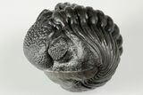Wide, Enrolled Pedinopariops Trilobite #190599-3